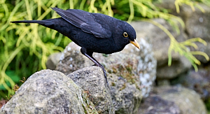 Male blackbird